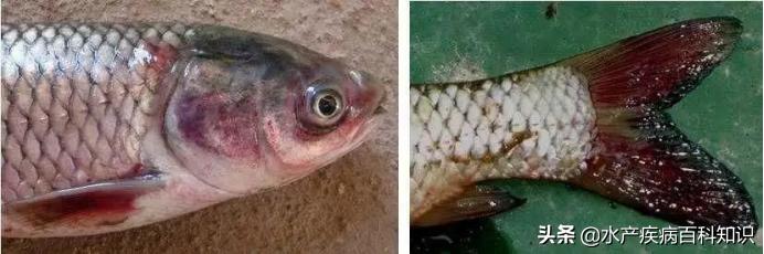 草鱼苗为何会全身发黑然后死亡,草鱼头部瘀血死亡
