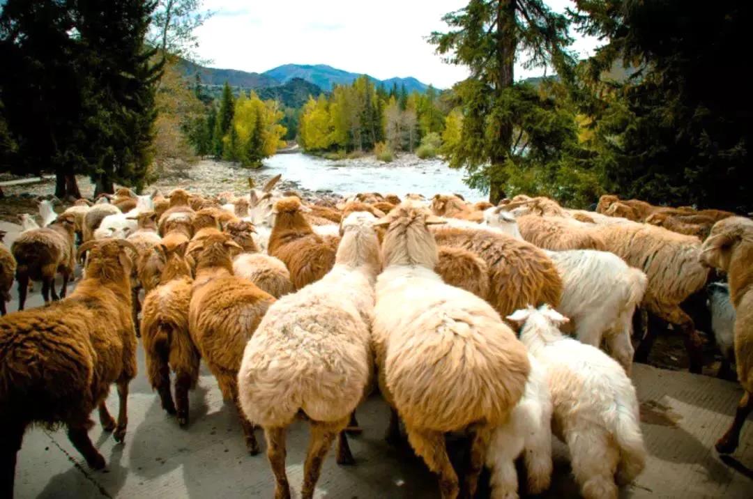 中国羊肉大全,全国各地顶级羊肉