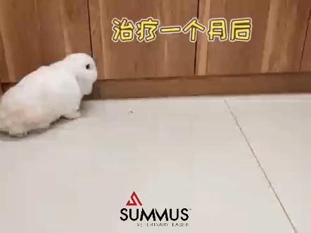 垂耳兔受伤了怎么办,垂耳兔治愈视频