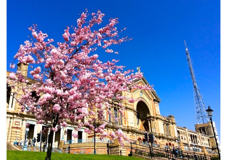 伦敦3月樱花,伦敦樱花季