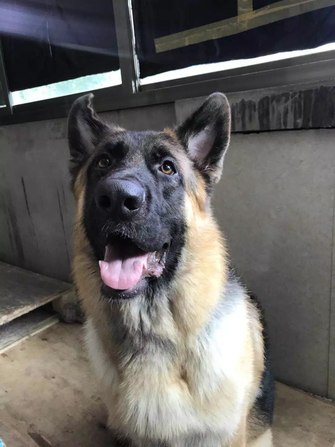 烈性犬不牵绳,未牵绳犬撕咬受伤狗主人