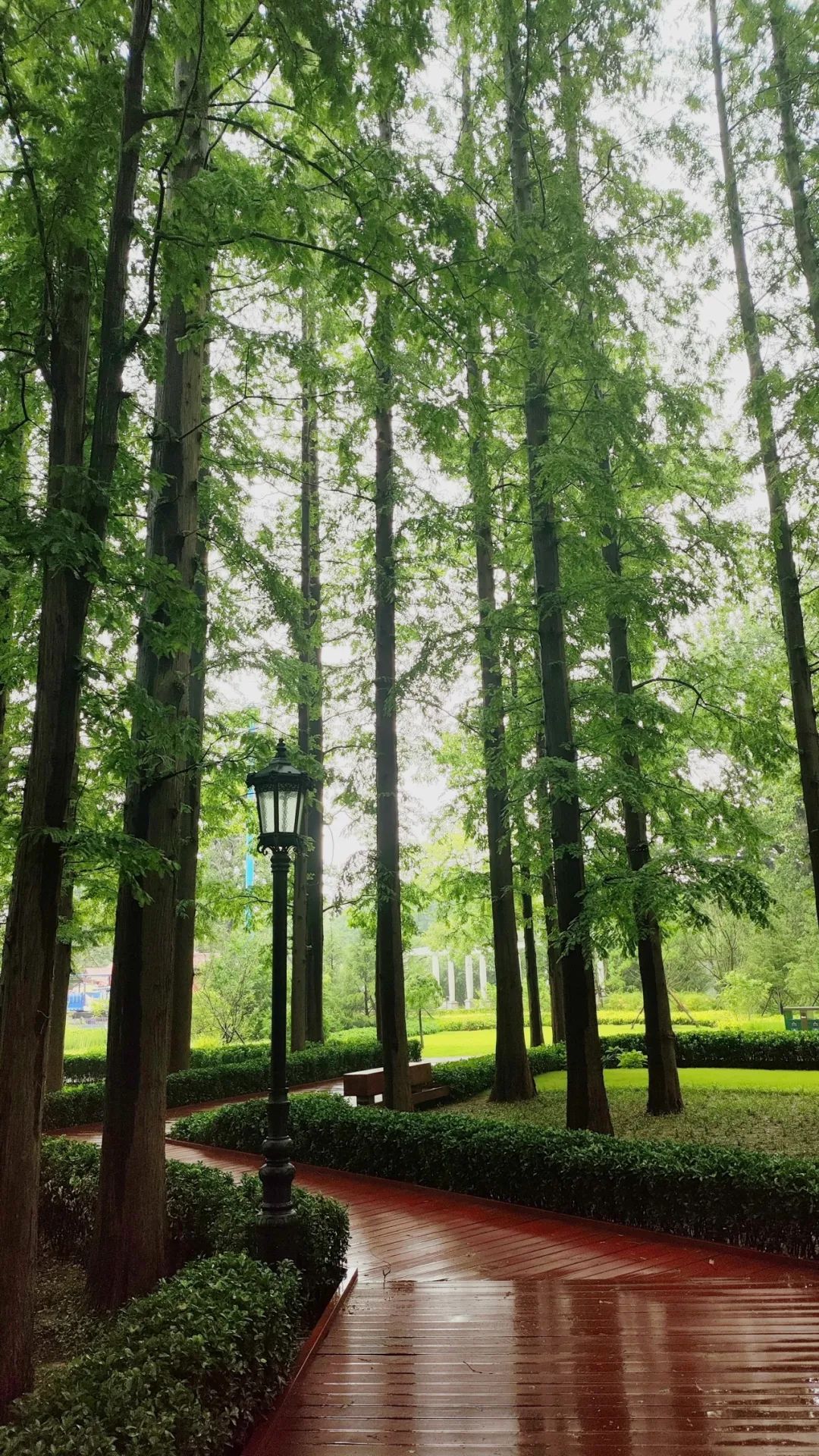 青岛绝美的一条路,青岛都是树的风景路