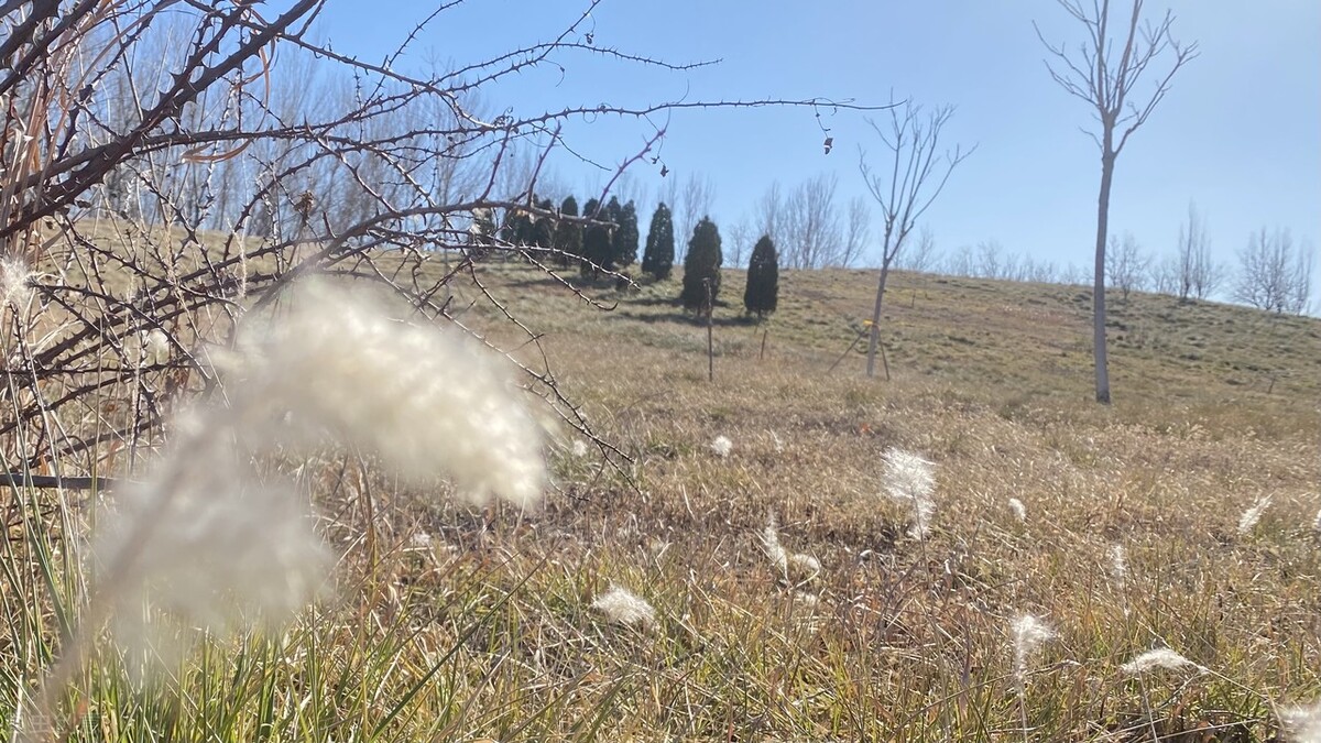 离离原上草一岁一枯荣的翻译,离离原上草一岁一枯荣诗句的意思