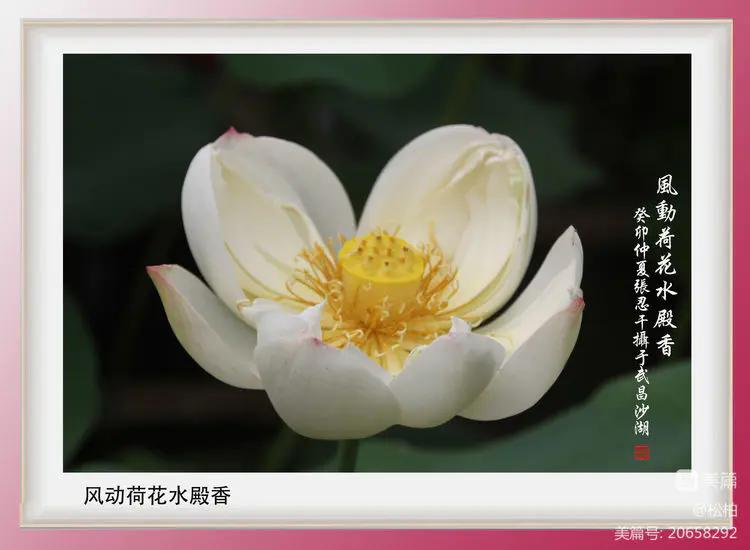 诗图战友情（九十五）荷花别样红