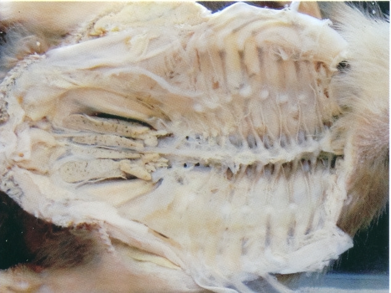 畜禽维生素缺乏的原因,养鸡微量元素缺乏的症状