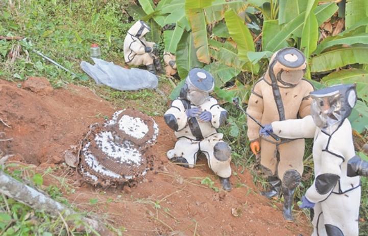 杀人蜂发家致富吗,养杀人蜂年入百万