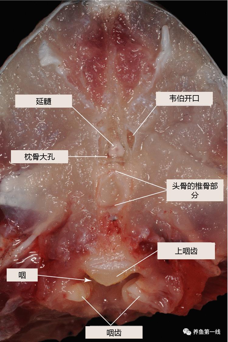 鱼的内部器官构造,鱼类的器官特征