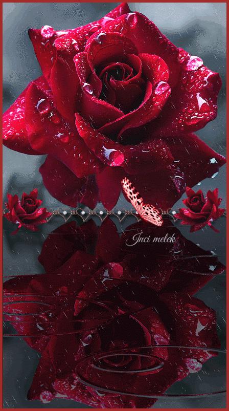 分享一束花图片,分享照片愿你遇到的都是美好