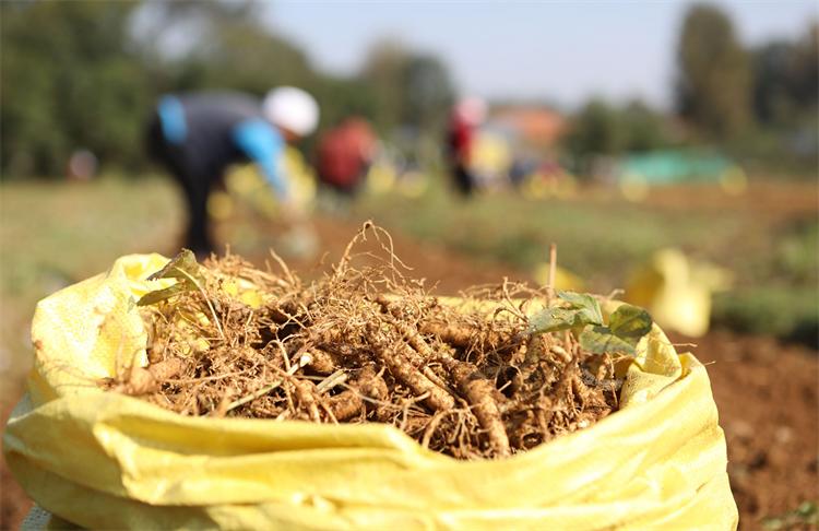 西洋参历史由来,西洋参是西方国家的吗