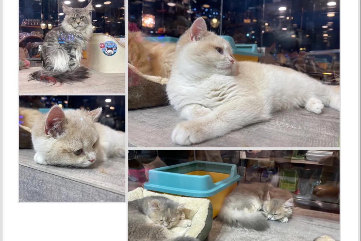 疫情后的香港游——（5）