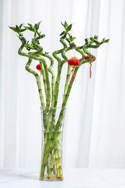 客厅养树家旺人富,客厅种什么树旺宅还好养