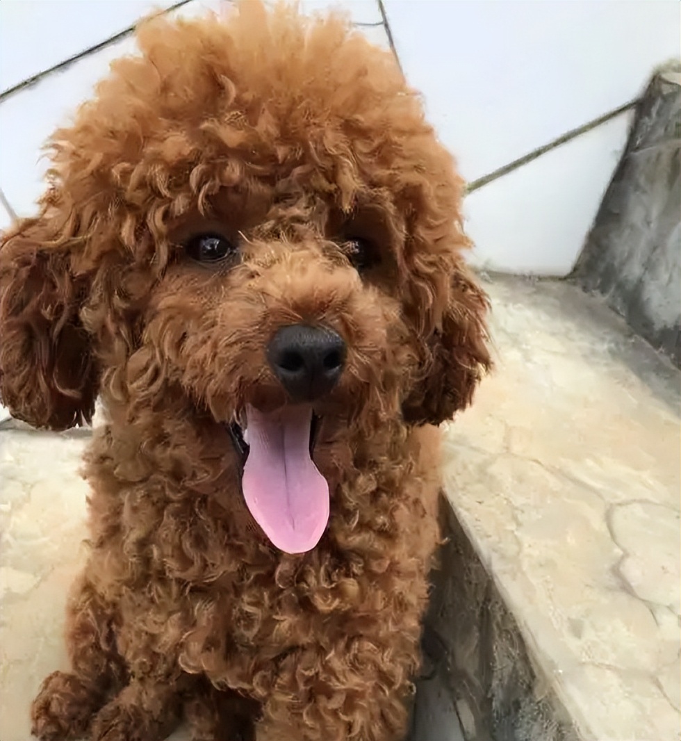 哪种狗最好养又省钱又可爱,什么狗好养还不掉毛还不贵