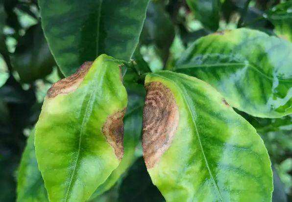 常见杀菌剂基础知识,杀菌剂根据菌种分类