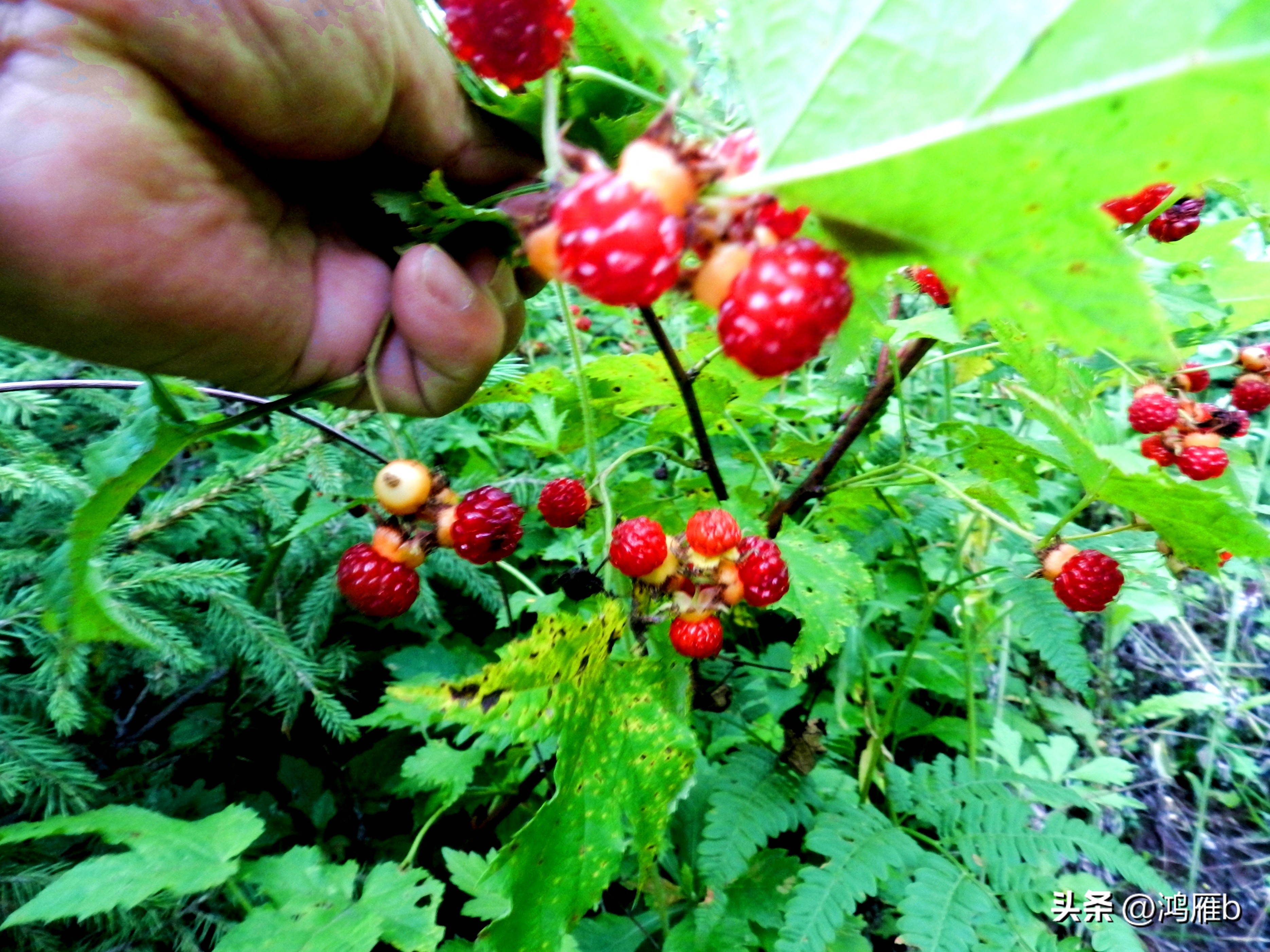 又到了吃薄荷的季节,又到了吃藕梢子的季节