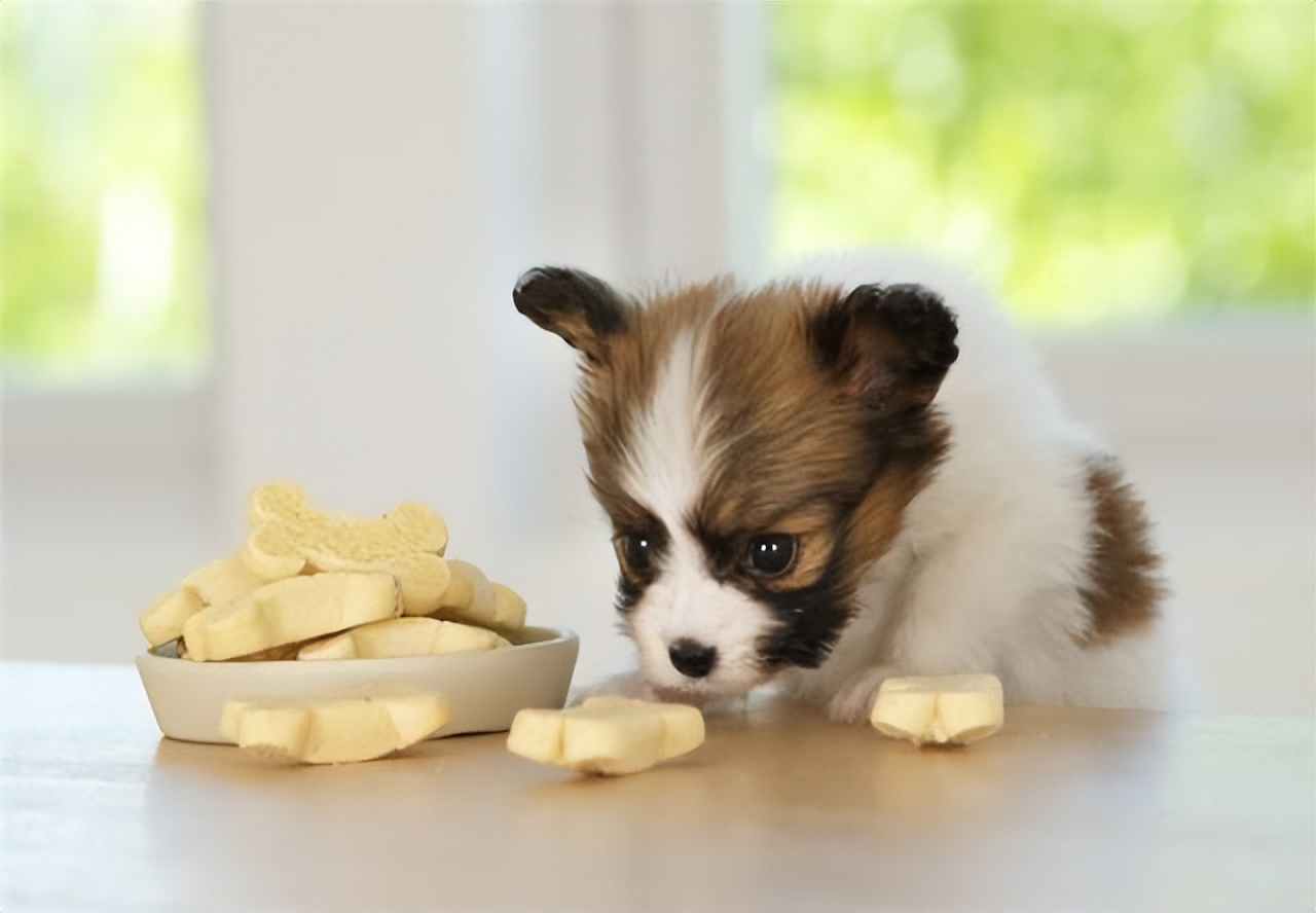 狗补钙补多了会怎么样,补钙过多对狗有影响吗