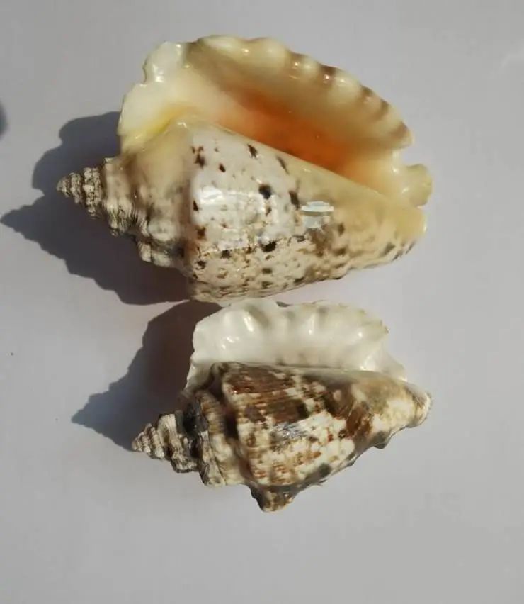 海南海鲜贝类有哪些,海南海鲜贝类