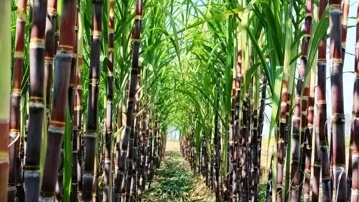 广西名特优农产品活动现场,广西农产品品牌介绍视频