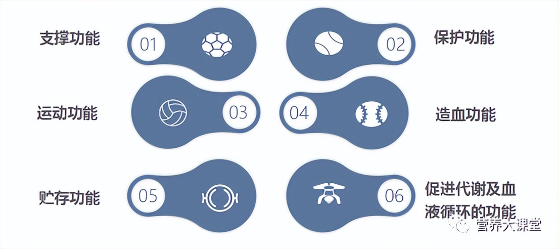 认识人体骨骼系统步骤与结论,带你了解骨骼健康