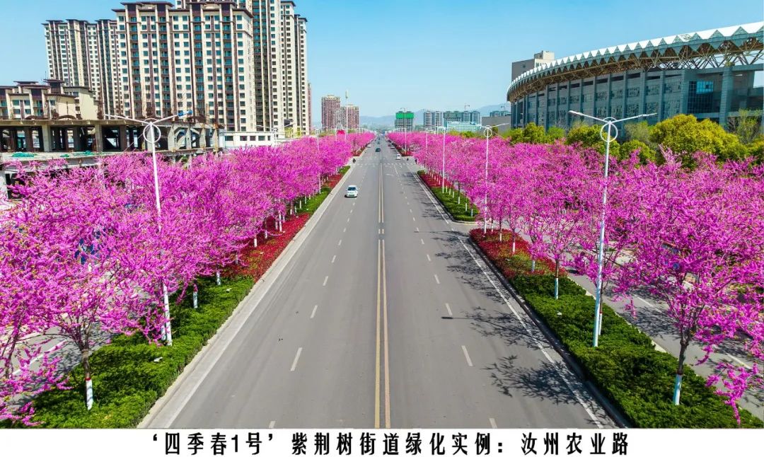 四季紫荆树新品种,四季春一号紫荆树施工方法