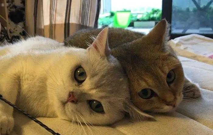 抖M大橘猫酷爱被打屁股，否则就骂骂咧咧：我是你修来的一屁股债