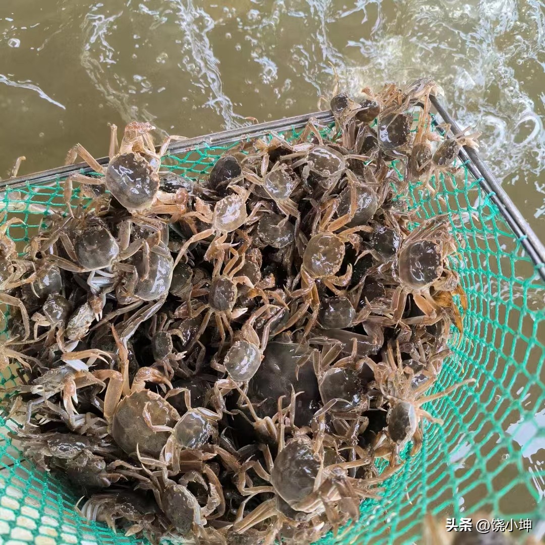 饶小坤养蟹技巧,饶小坤养蟹视频大全