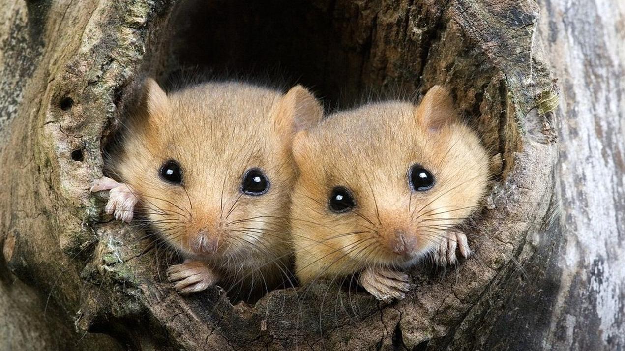 人体冬眠技术能实现吗,人类冬眠技术实现了吗