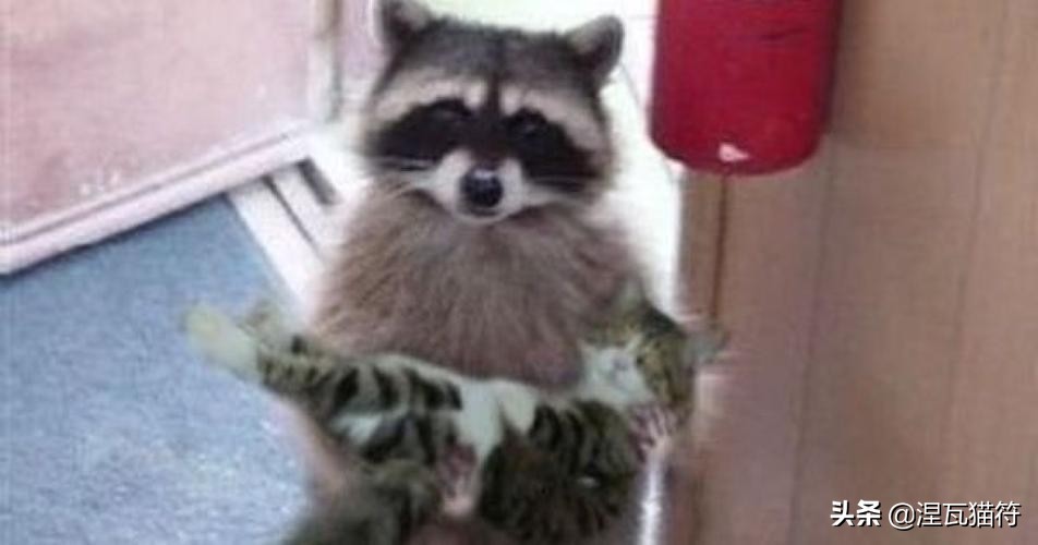 缅因库恩猫银虎斑,缅因猫浅银虎斑