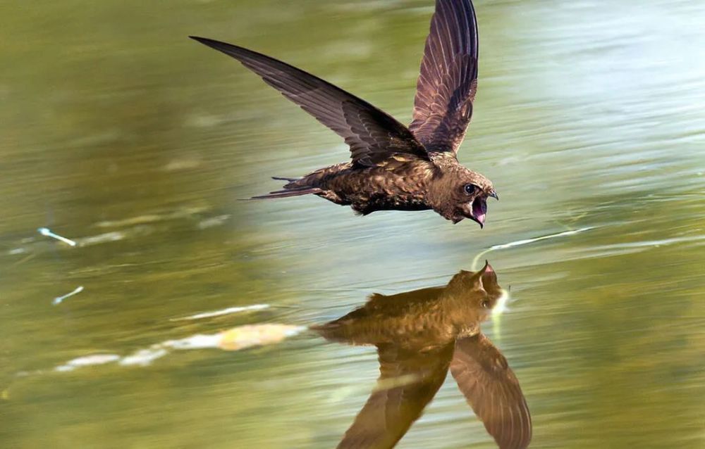 无脚鸟飞走,无脚雨燕如何繁殖