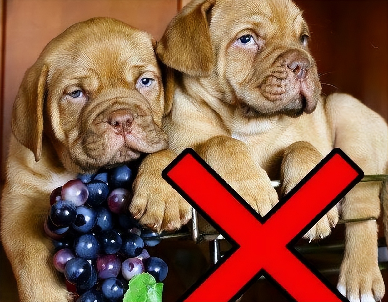 狗狗不能吃的水果清单表,狗狗不能吃的食物完整版