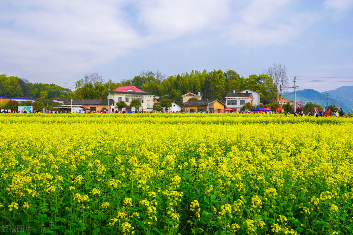 株洲沿江风光带油菜花,长沙油菜花最佳观赏地