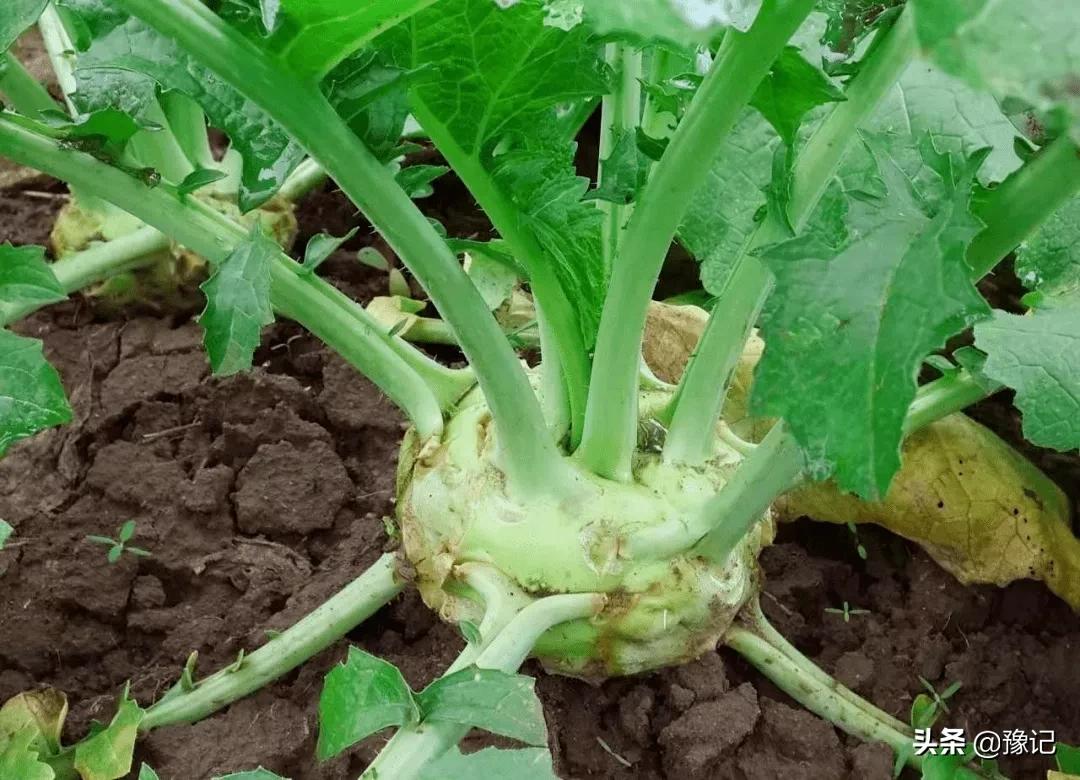 郑州美食榜一览表,郑州美食重口味