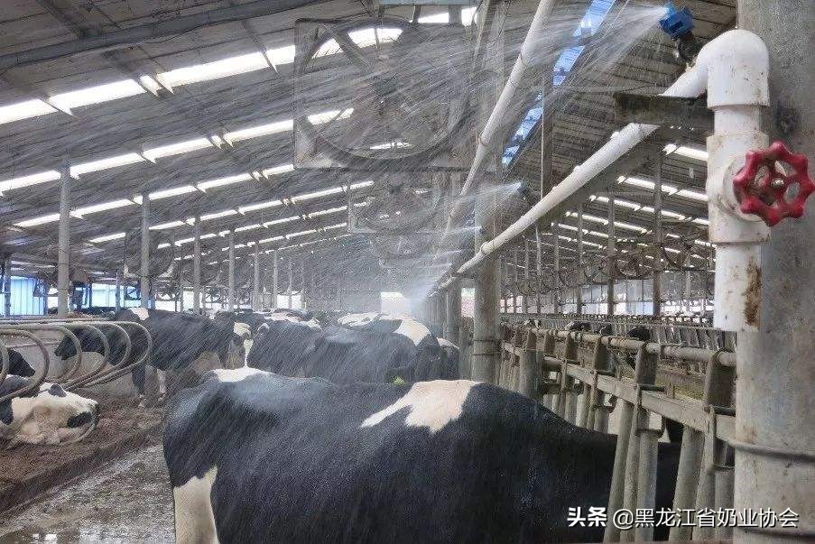 奶牛热应激及营养策略,奶牛热应激怎么调理