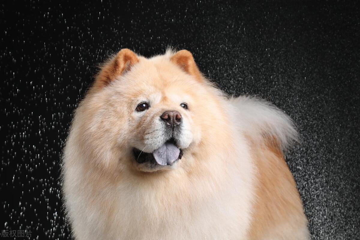 本地土狗哪些品种比较过大众一点,中国土狗都有哪些