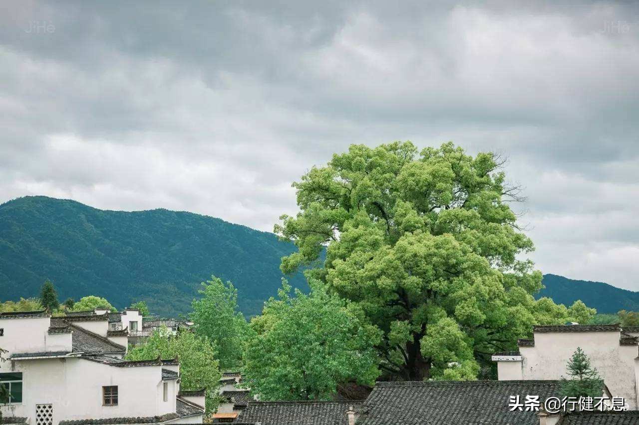桃李春风一杯酒全诗释文,绝美诗句桃李春风一杯酒寄明月