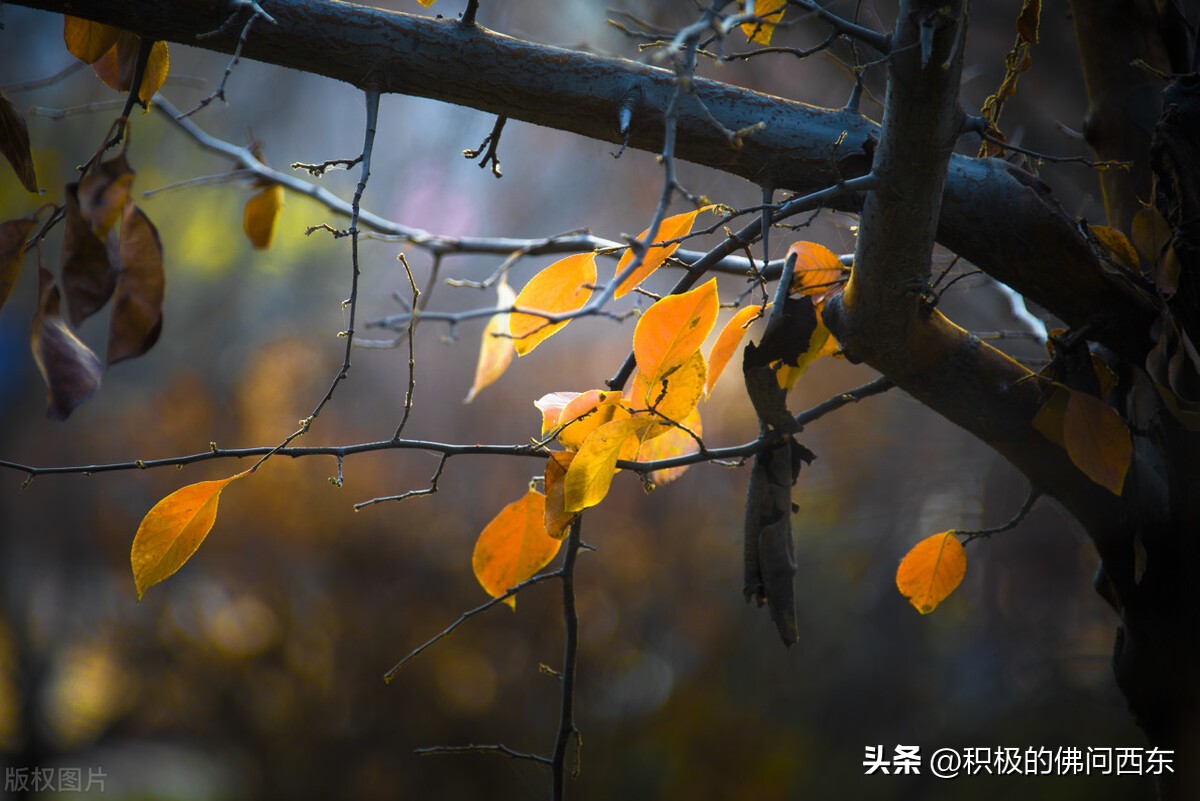 裴玉娥与玉马的感情,裴玉娥的婚姻故事