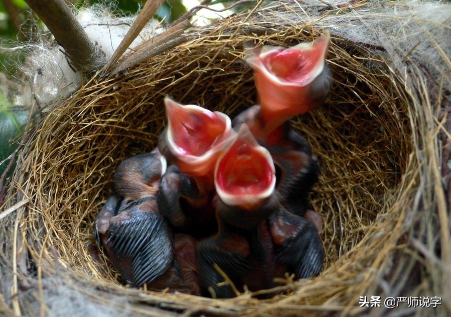 3500个常用字归类通解之一呙：涡、锅、窝、埚、蜗、祸、剐、娲