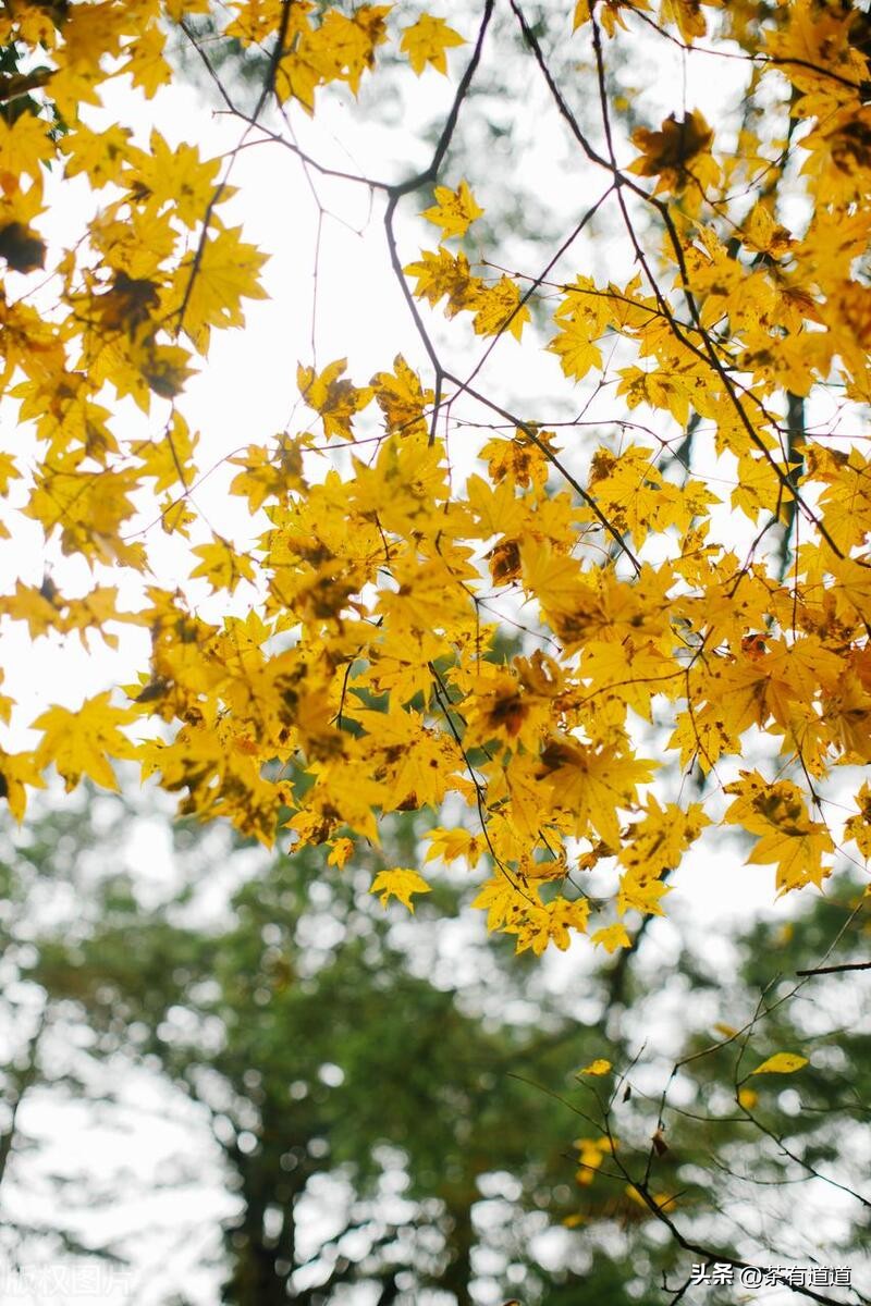 川藏南线茶马古道,四川荥经茶马古道路线图