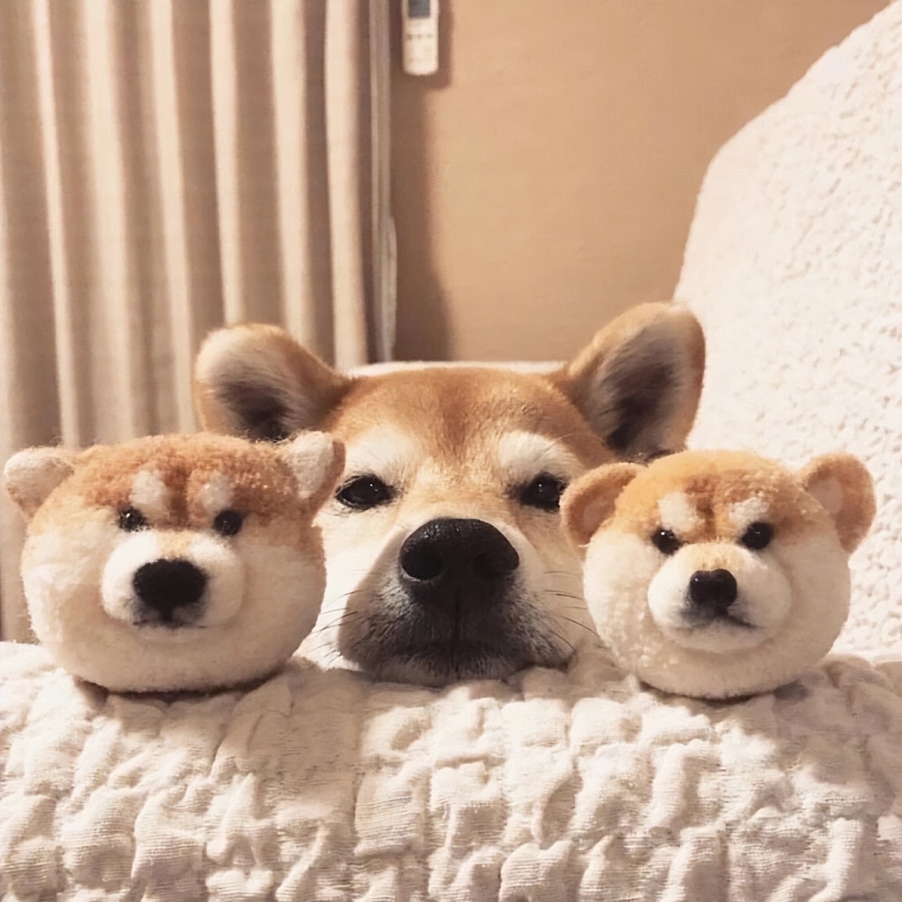 狗狗嘴巴臭怎么去除,狗狗嘴巴臭是什么原因怎么解决