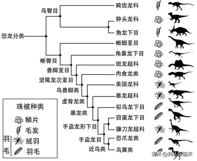 新疆哈密翼龙,天山哈密翼龙