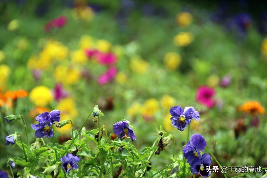 散文|凸凹:红蜻蜓