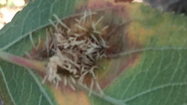 苹果树枝上长白毛怎么治疗,苹果叶子上长羊胡子怎么办