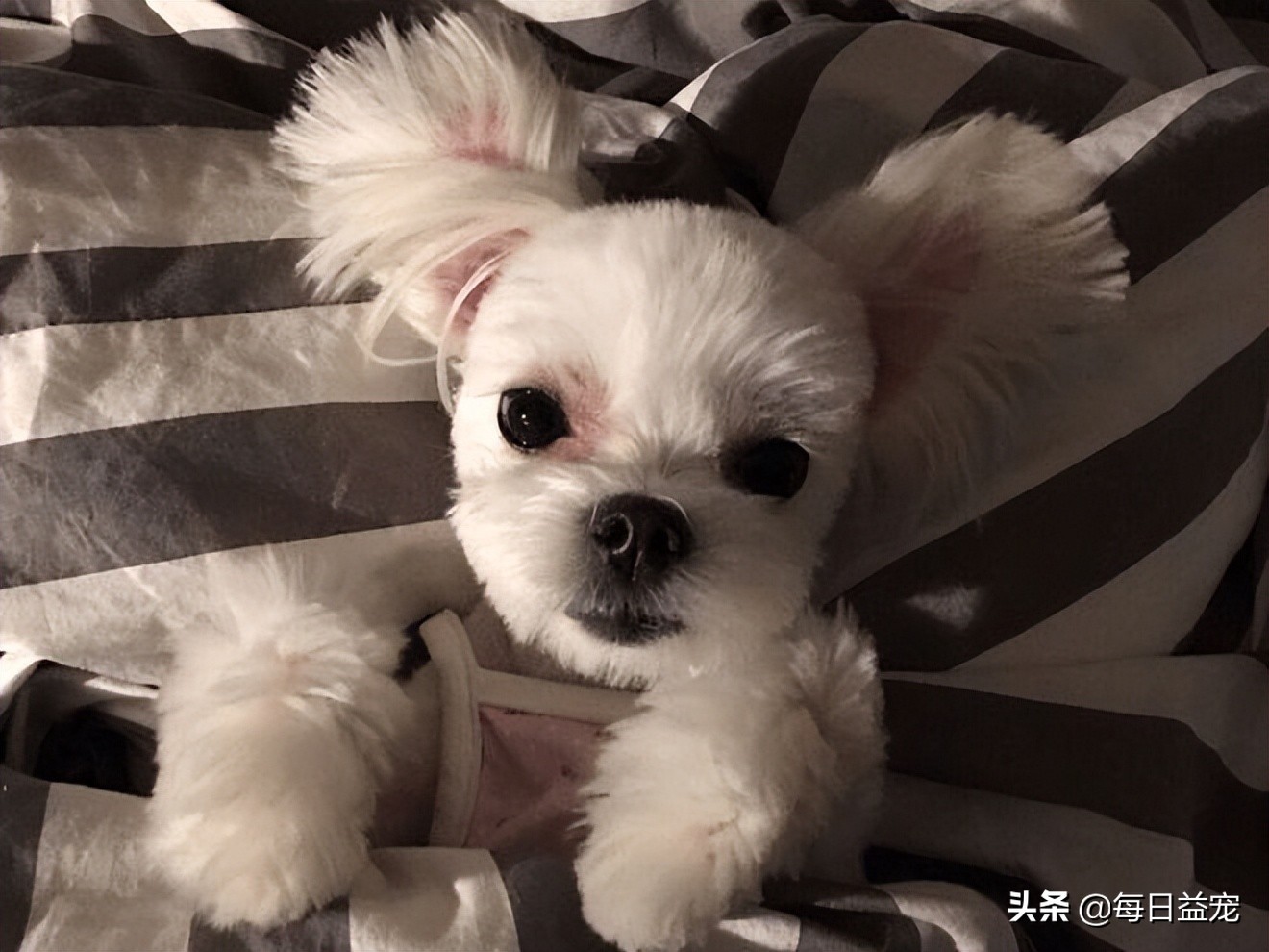 狗狗要绝育了需要注意什么,狗狗一定要绝育吗