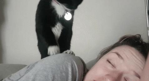 猫咪晚上总是想进卧室,猫咪大晚上总是钻沙发底下怎么办