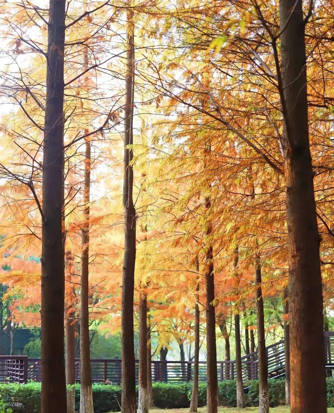 苏州秋季旅游最值得去的地方,苏州赏秋一日游攻略