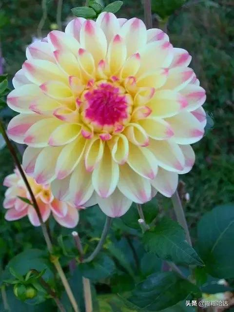 赏心悦目的花朵，风采万千，千姿百态，魅力无限，太美了