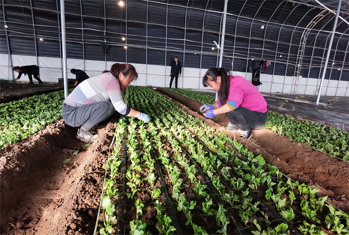 地头直达市场花市迎来了“太谷产”