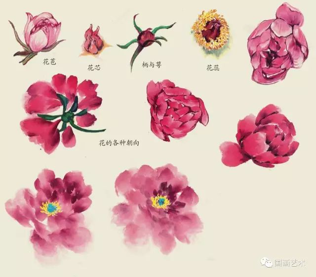 写意丁香花画法,写意鸡冠花的画法教程