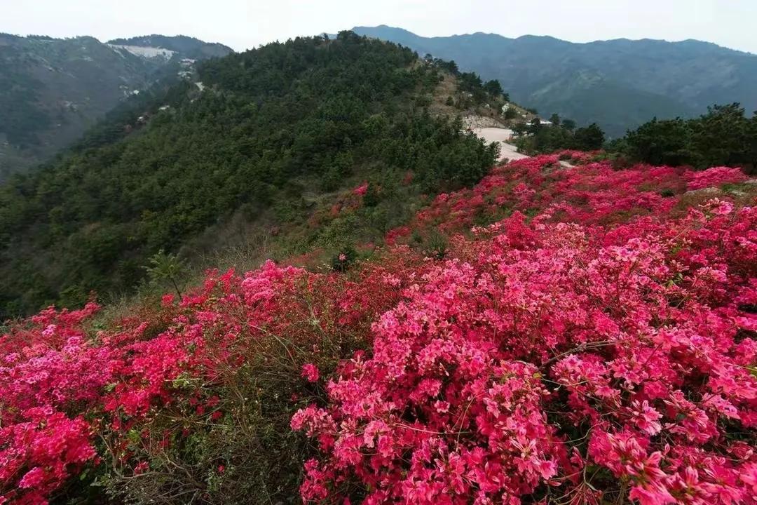 清明祭墓现代诗,现代诗清明祭双亲