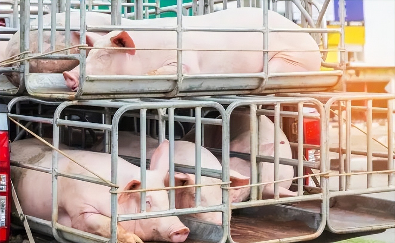 猪价行情预测6月份猪价反弹上涨,猪价涨不停5月份猪价走势如何