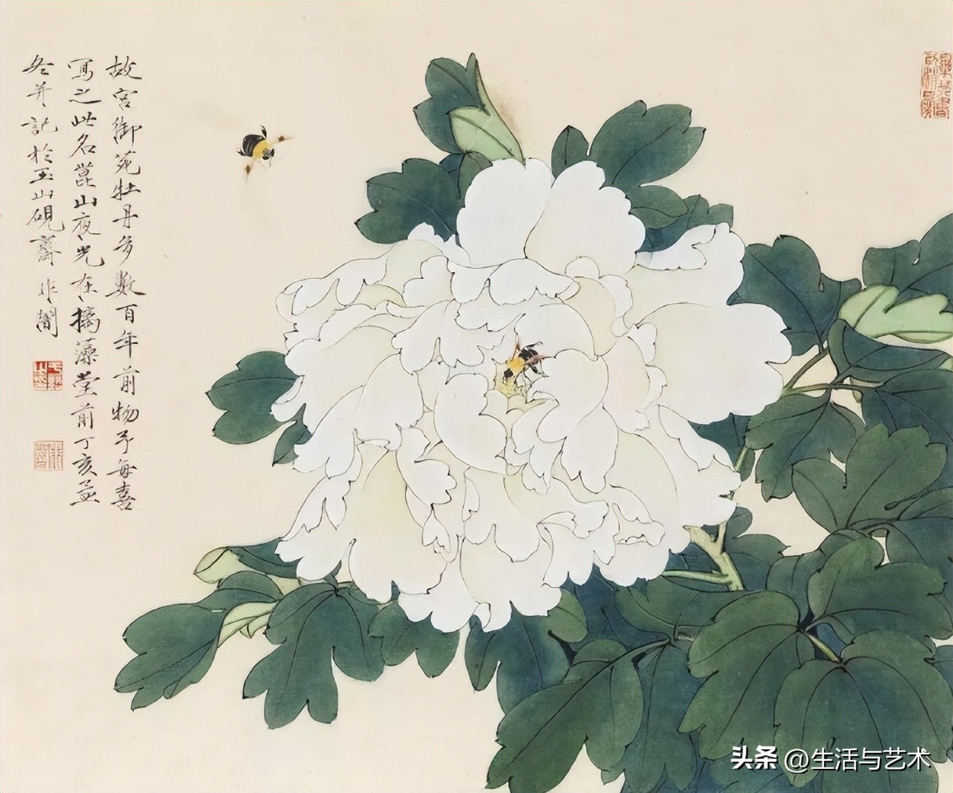 工笔牡丹和鸟白描图片欣赏,王道中工笔牡丹白描稿马蹄莲